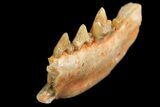 Fossil Cat-Like Mammal (Stenogale) Jaw Section - France #155052-2